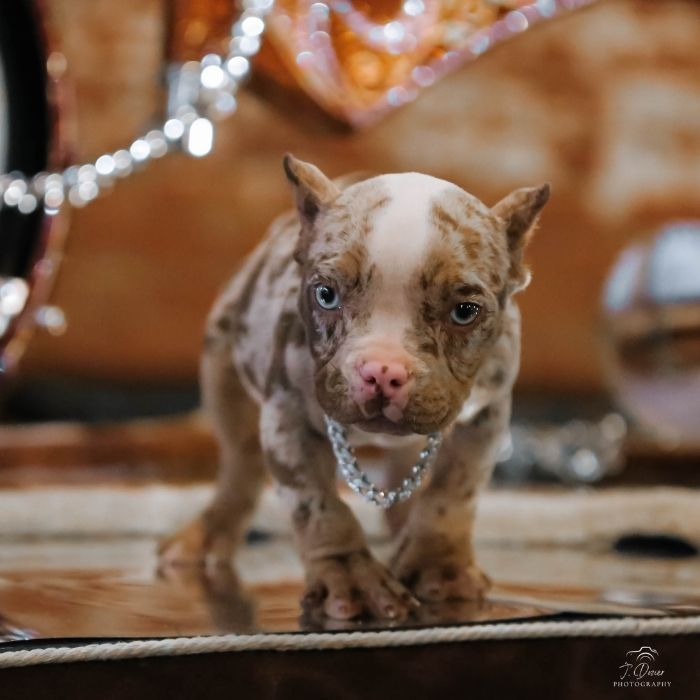 car show in Colorado Springs